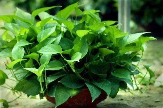 感恩教师节 绿植送园丁