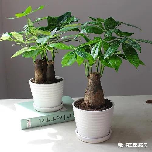 “植”为母亲节，免费抽绿植，百分百中奖！献给最爱的人！