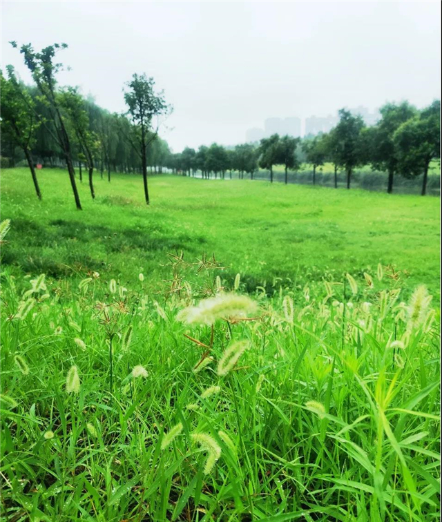 实地探盘丨连续几天的阴雨，这里却成了许昌北最美之地